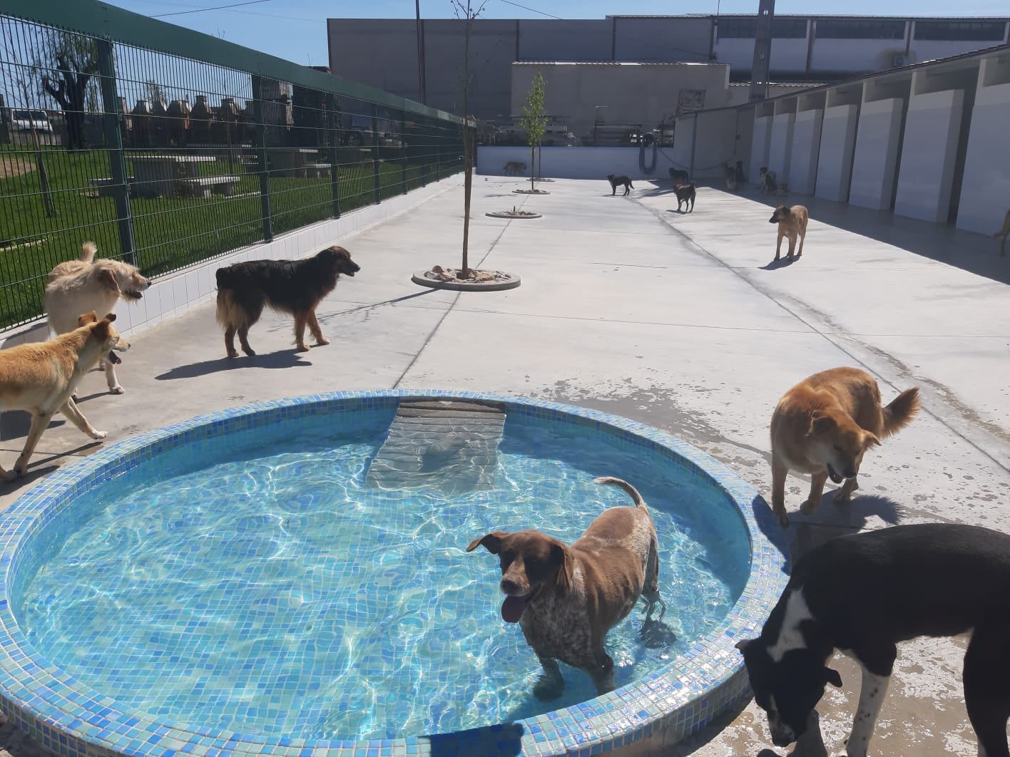 Centro de Recolha Oficial de animais de companhia de Tomar, uma excelente obra do município