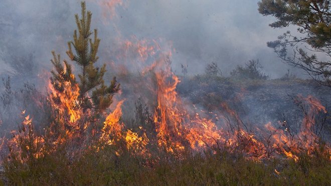 Ourém: PJ detém autor de crimes de incêndio florestal