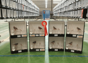Criadores de aves da Golegã brilham em palco internacional