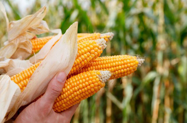 0fb51b2fb7d7449d8e7c5a239bee291c