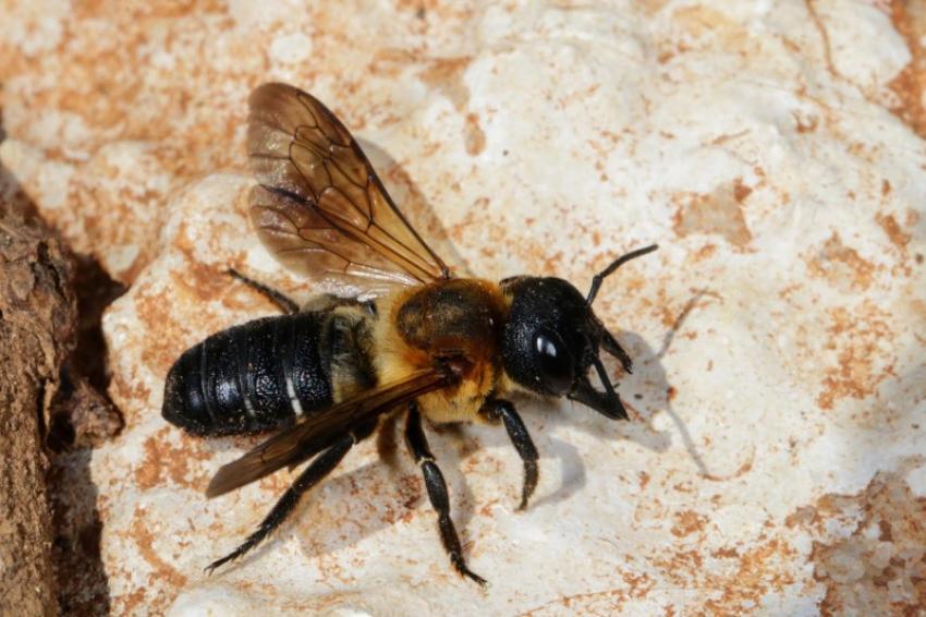 Abelha gigante de resina propaga-se vertiginosamente pela Europa