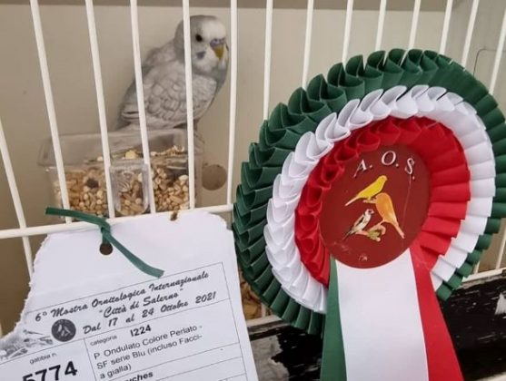 Criador de periquitos do Entroncamento conquista 4 primeiros lugares em Mostra Ornitológica Internacional