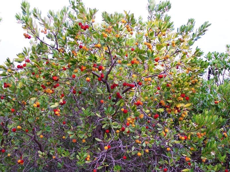 20180108091423 medronheiro9