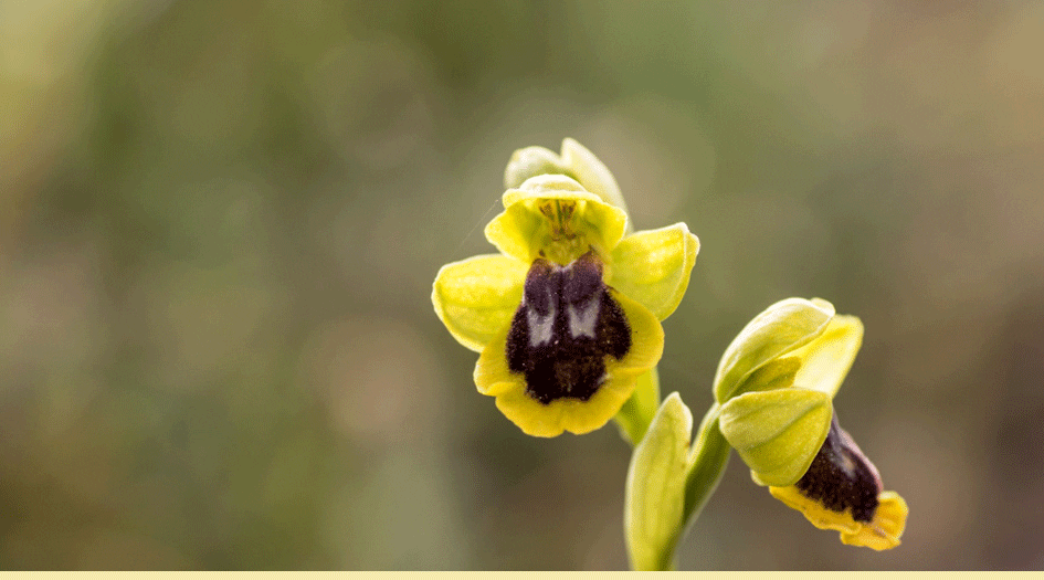 ADIRN vai apresentar o projeto “Rede de Guardiãs da Natureza e Desenvolvimento Sustentável do Mundo Rural”