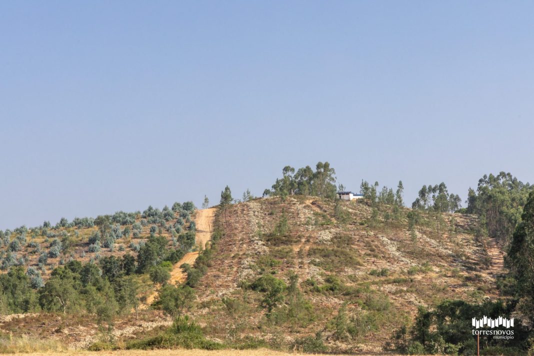 Município de Torres Novas reconverte eucaliptal em povoamento florestal autóctone e resiliente na Meia Via