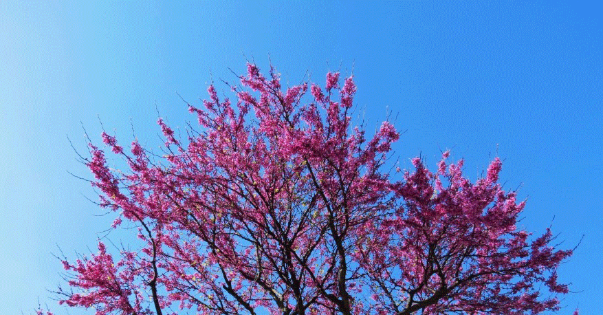 Democracia participativa: entre a lei e a prática no poder local