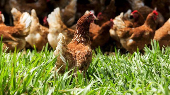 Há mais um foco da Gripe Aviária em Santa Margarida – Constância