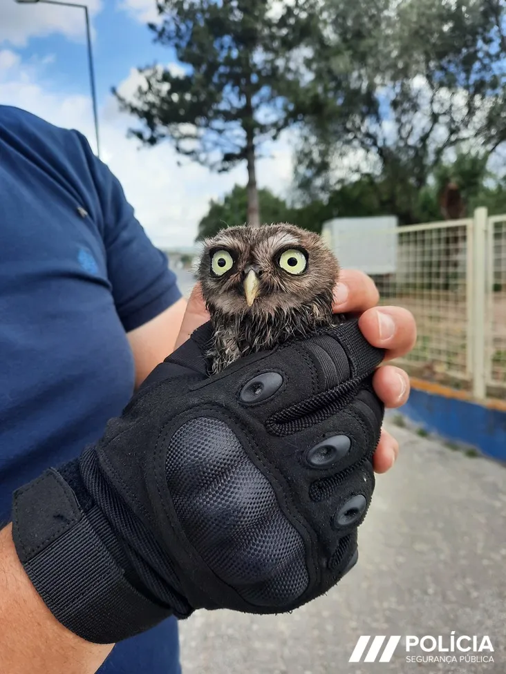 PSP de Santarém resgata cria de Mocho