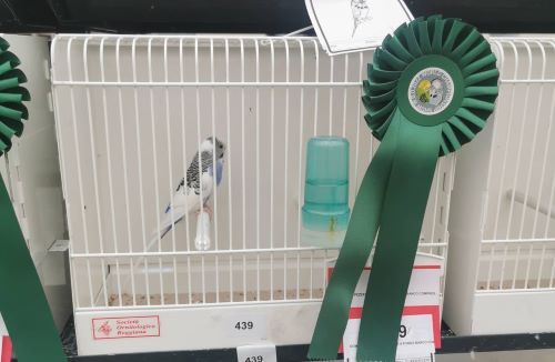 Entroncamento tem um periquito campeão mundial