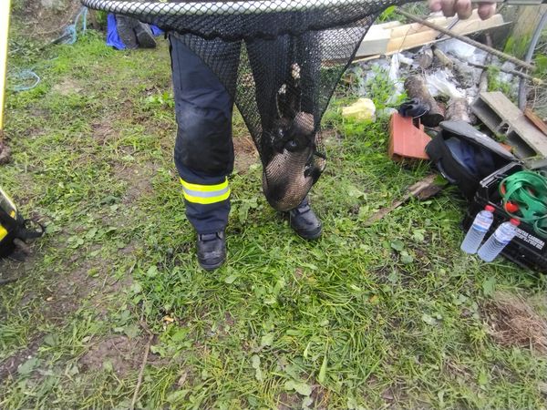 Bombeiros de Tomar resgatam dois gatos de um poço