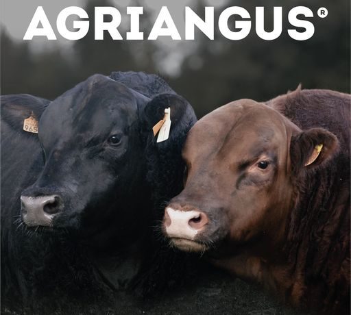 Grupo CAÇABRAVA anuncia leilão de reprodutores da AGRIANGUS, 50 machos e 25 fêmeas