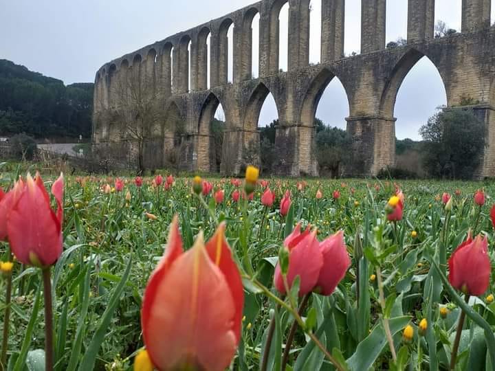 Aqueduto do Convento de Cristo na lista dos mais bonitos de Portugal