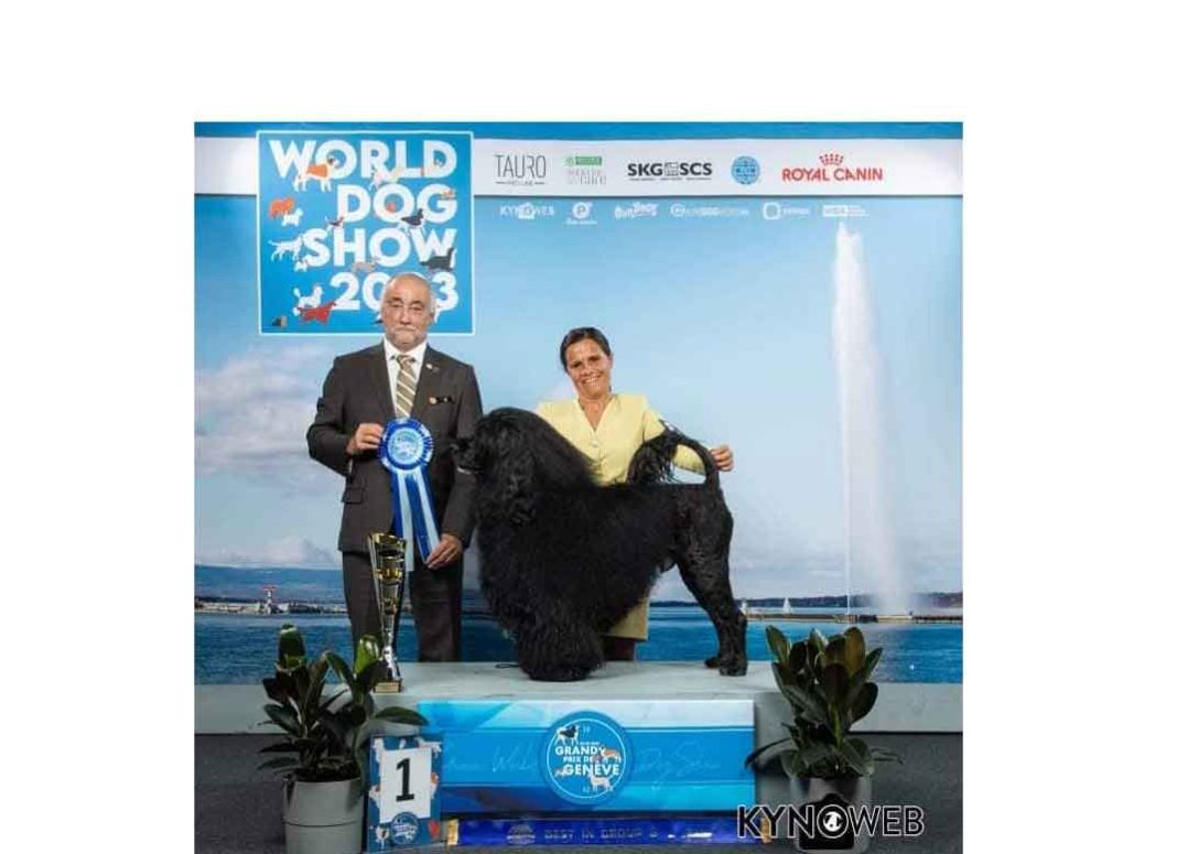 World Dog Show 2023: “Melhor Cão do Mundo” é de Ferreira do Zêzere