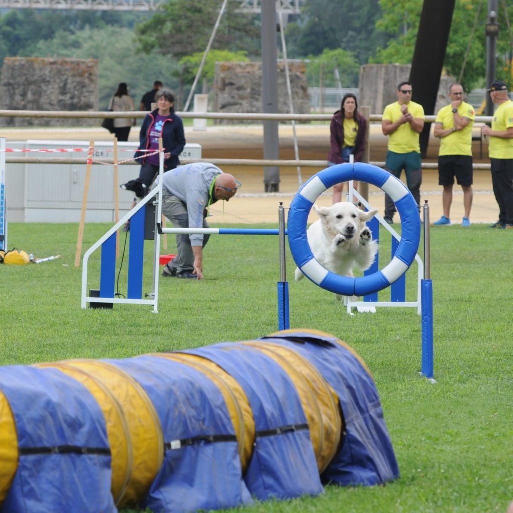 Campeonatos da Agility em Abrantes