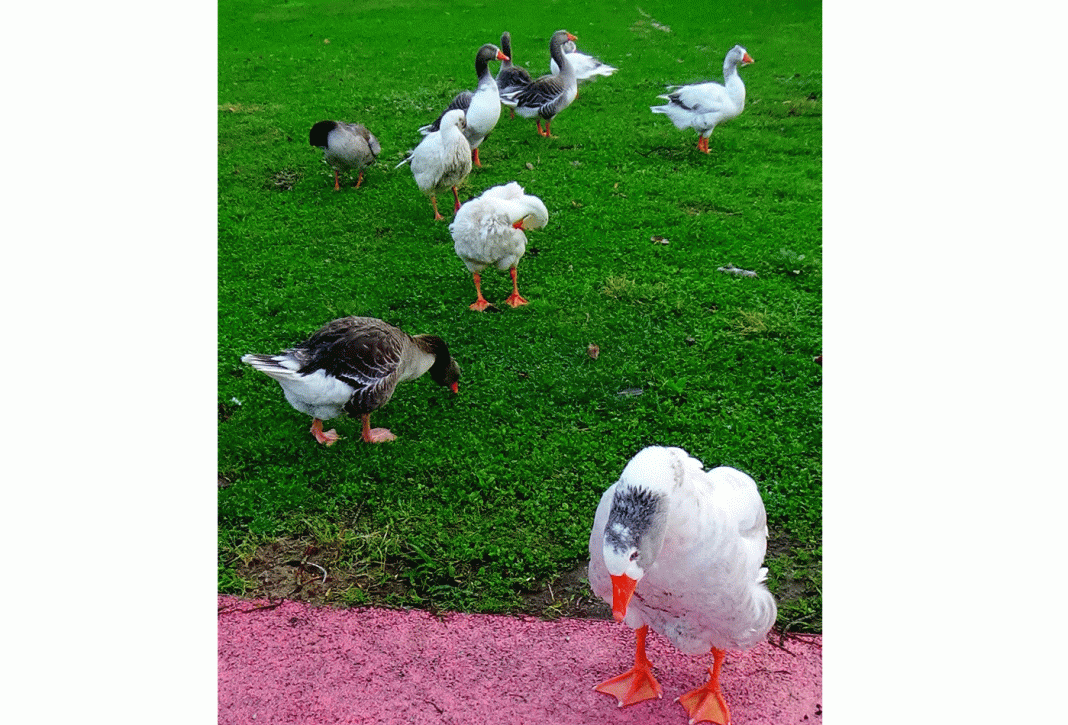 O que falta em Tomar, sobra em Torres Novas