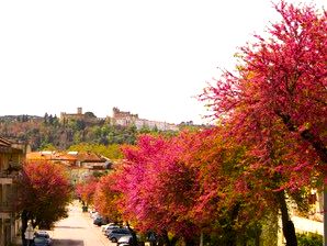 Crueldade e prepotência em Tomar: quando a Câmara vira as costas à natureza, aos cidadãos e à lei