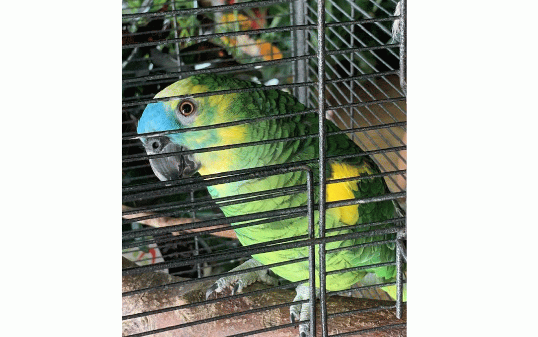 Assaltaram loja de florista e roubaram papagaio no Entroncamento