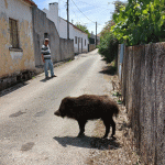 "O Barreiras" já é atração turística e gosta de jogar à bola