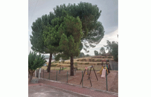 Presidente da Junta de Asseiceira contra abate de duas pinheiras em parque infantil