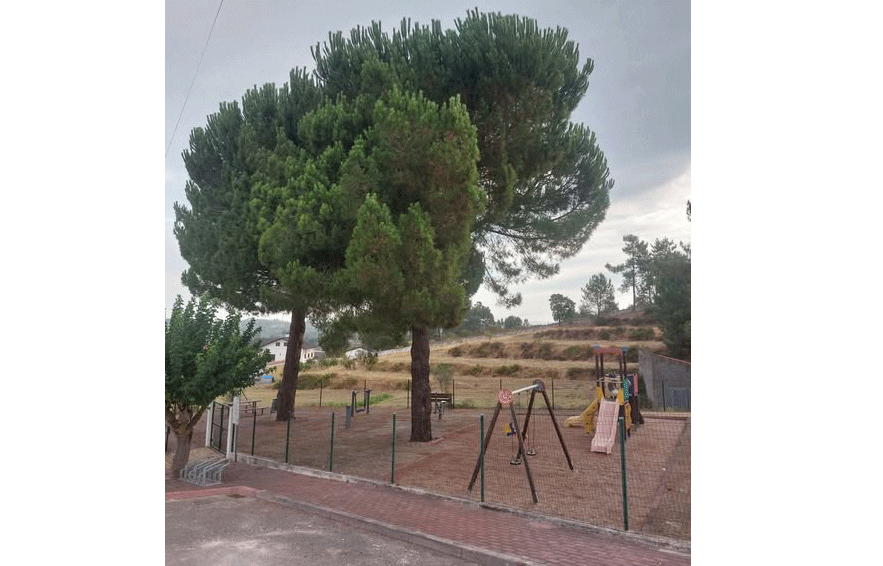 Presidente da Junta de Asseiceira contra abate de duas pinheiras em parque infantil