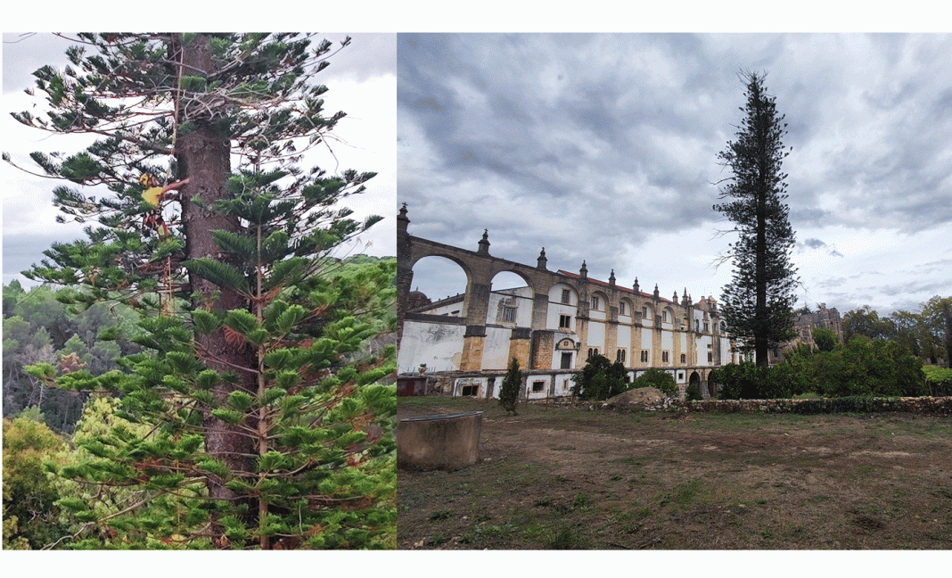 A Araucaria localizada na Horta dos Frades, do Convento do Cristo, foi hoje examinada