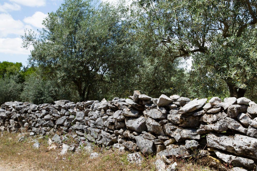 Sicó quer candidatar a arte de construção dos muros de pedra seca a Património Mundial Imaterial da UNESCO.