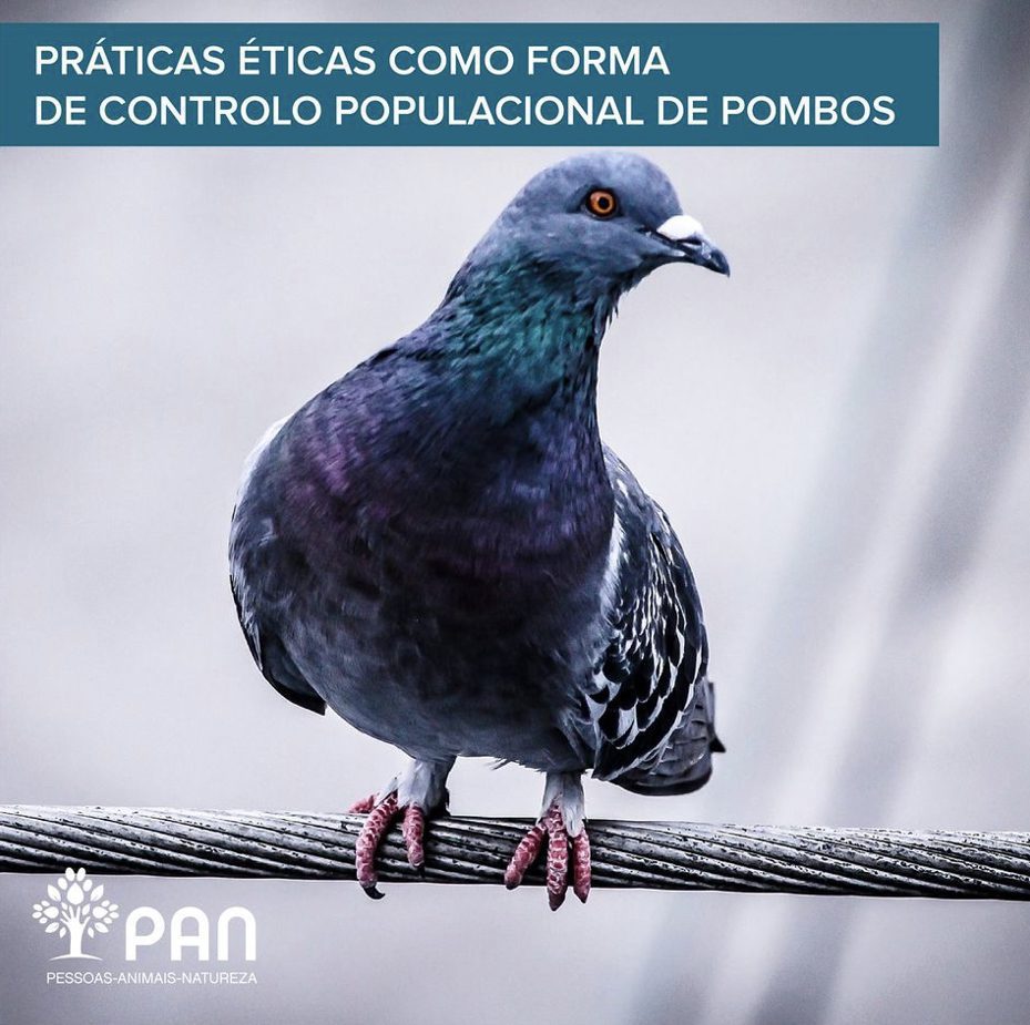 PAN propõe a implementação de pombais contracetivos em Tomar