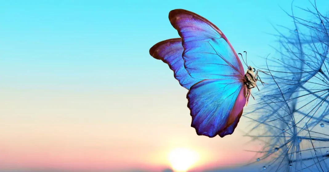 «Felicidade é poder voar sem ter asas» É ser mais forte que o pensamento!