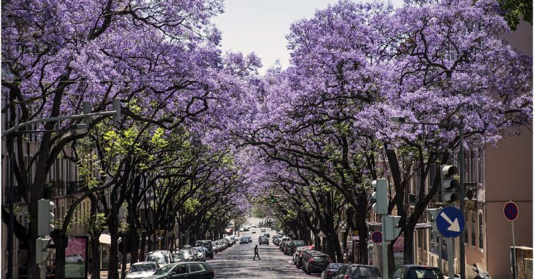 Câmara de Lisboa vai abater jacarandás para criar um parque de estacionamento