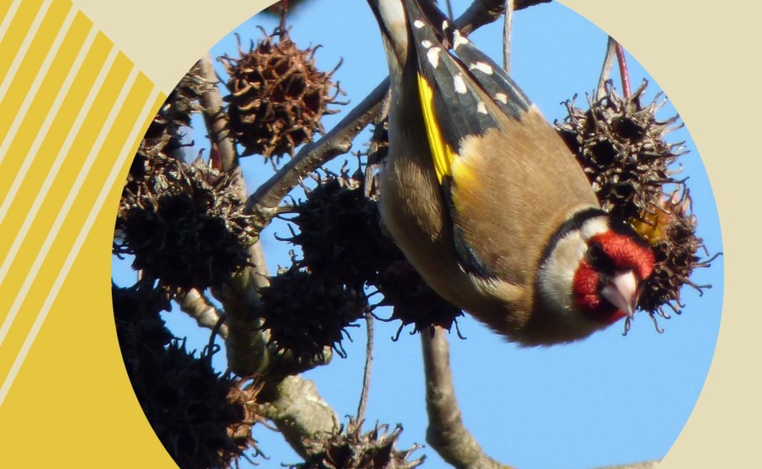 «Aqui há Aves!» no Barquinha Parque