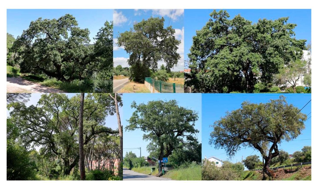 Carvalho de Tomar e de Carregueiros classificados como árvores de interesse público