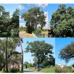 Declaracao 30POR1LINHA sobre classificacao carvalhos concelho de Tomar 1