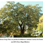 Declaracao 30POR1LINHA sobre classificacao carvalhos concelho de Tomar