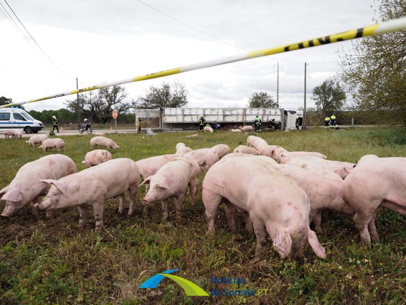 Despiste Camiao porcos Coruche en251 140322 2