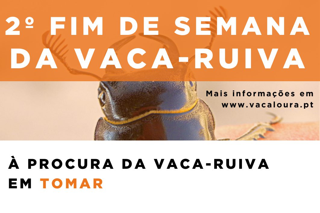 Quer conhecer a Vaca-ruiva?