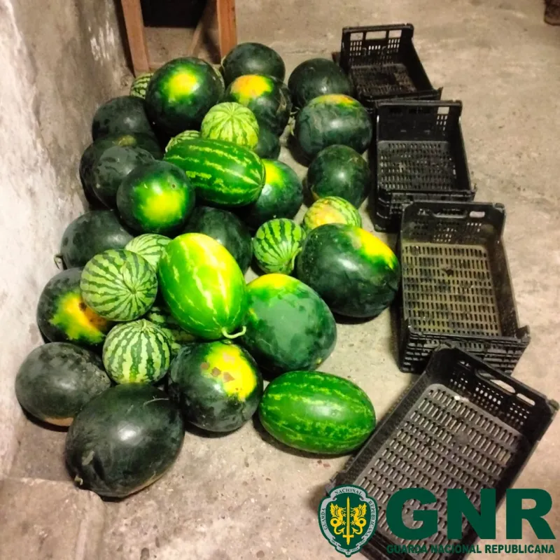 Roubaram uma tonelada de melancias em Alpiarça