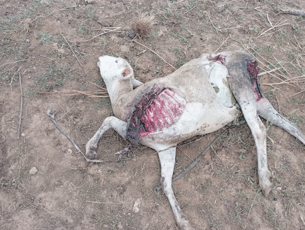 Tomar: Cães à solta já mataram mais de 40 ovelhas em várias localidades do concelho