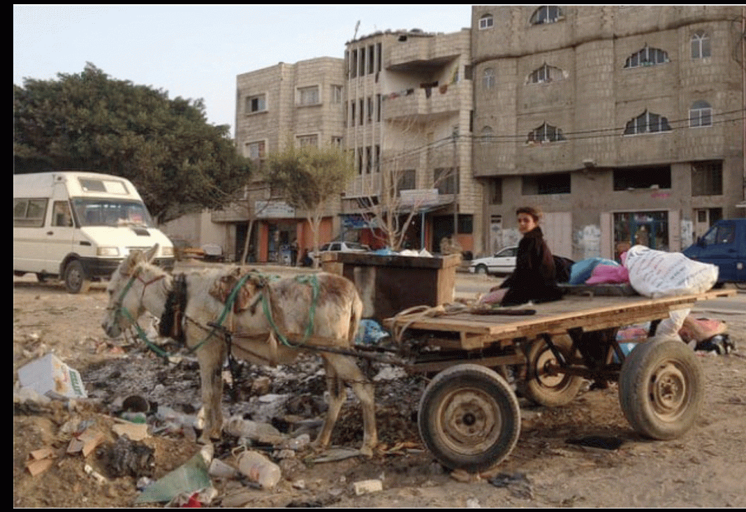 Outro lado da guerra: «Os burros de Gaza»