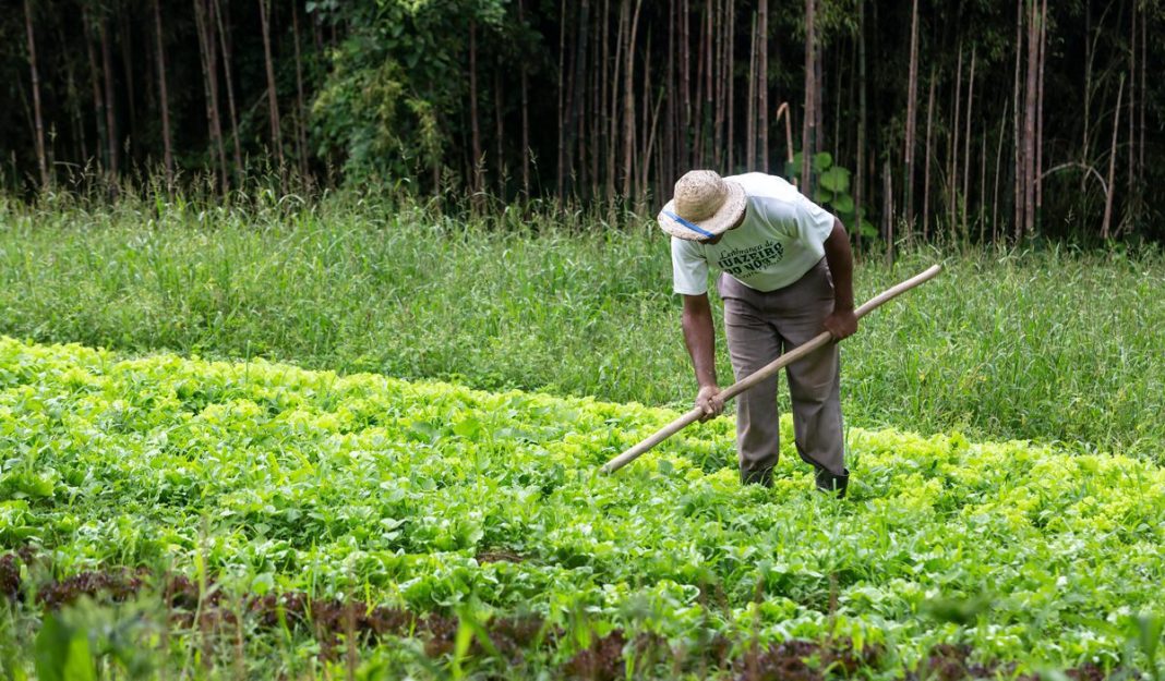 MP pede prisão para dono de empresa de Almeirim por tráfico humano de trabalhadores agrícolas