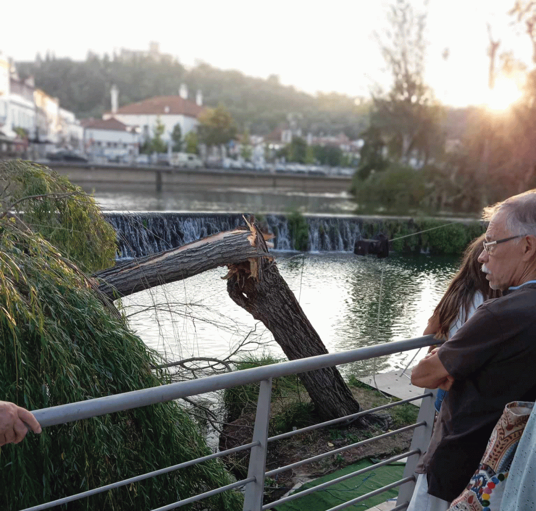 Chorão na margem do Rio Nabão quebra pelo meio