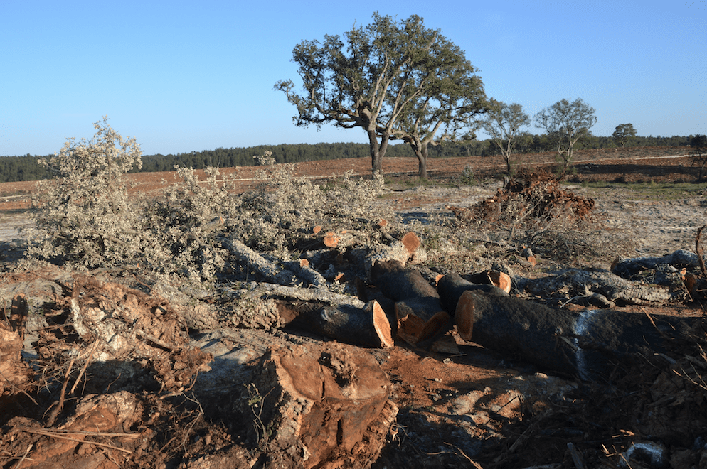 ENIPT Construction exerce Direito de Resposta a artigo publicado pel’ O Templário