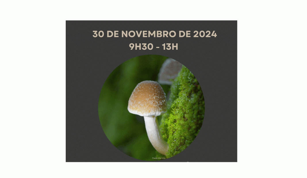 Passeio Micológico na Mata Nacional dos Sete Montes