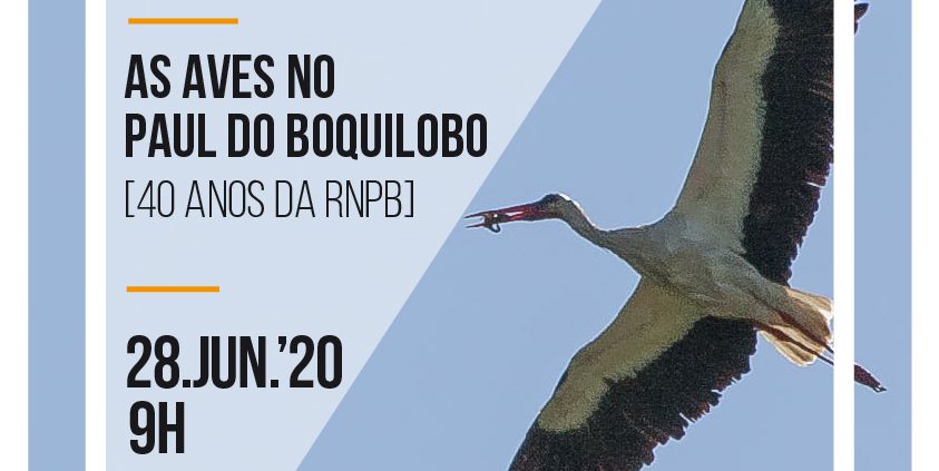 As aves do Paul do Boquilobo – 40 anos da Reserva Natural
