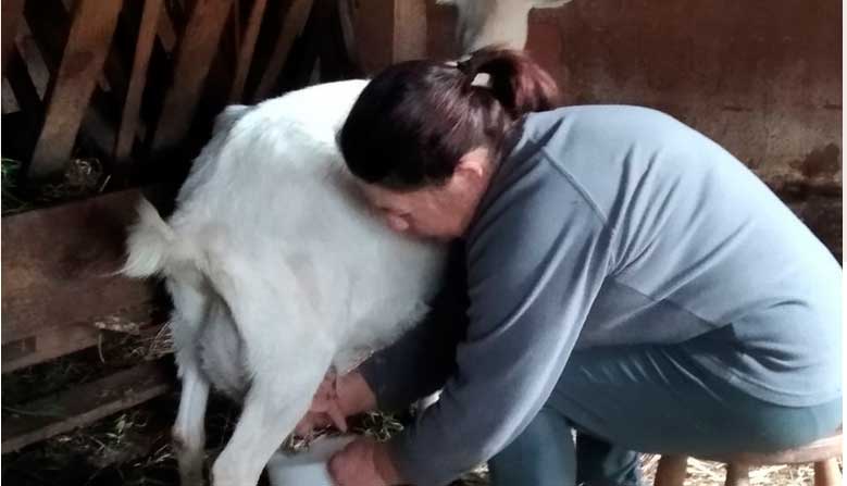 Crianças do Jardim de Infância de Fétal de Cima aprendem a fazer queijinhos