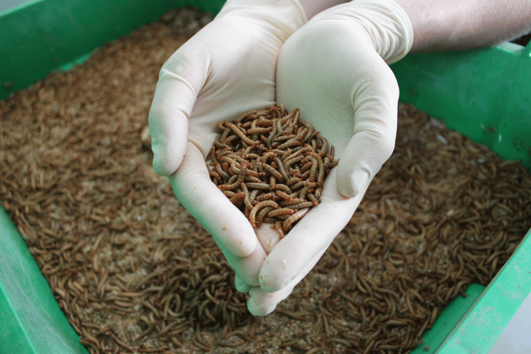 Santarém recebe investimento de 13M€ para produção de produtos derivados de inseto