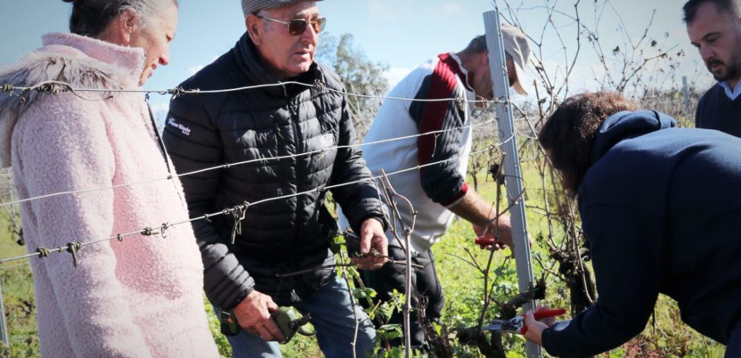 Sabia que há um campeão nacional da poda, no distrito de Santarém?