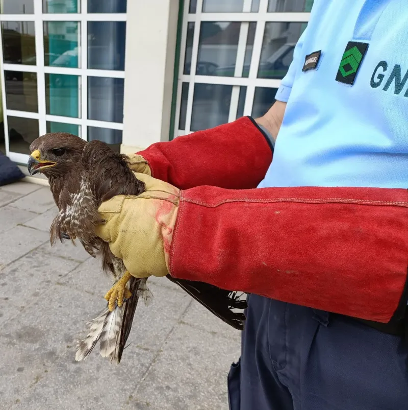 GNR de Torres Novas resgata águia