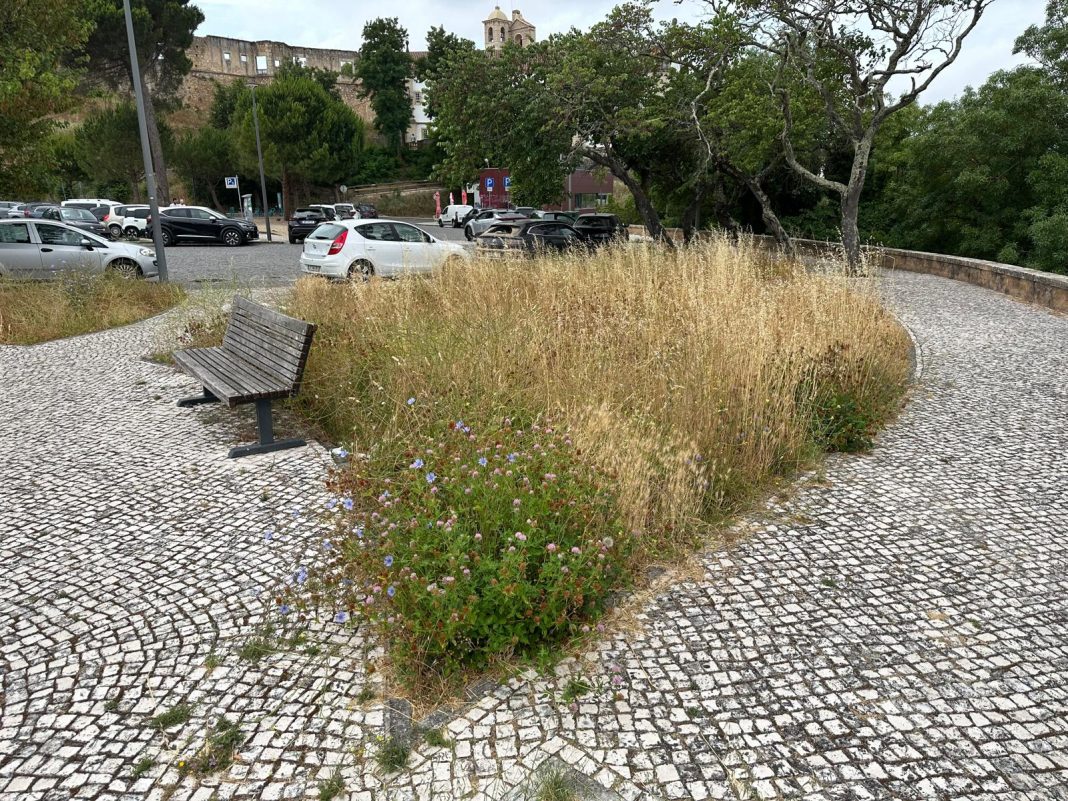 Desleixo dá má imagem da Cerrada dos Cães junto ao Convento de Cristo