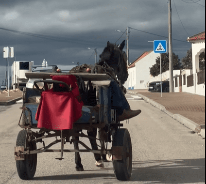 Insólito: Mula vagueia pela estrada enquanto dono dorme na carroça