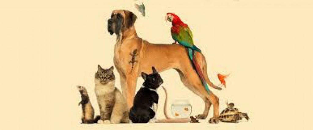 Avisan: Aves e Animais de Companhia vão ter exposição em Santarém capa 295429 1024x426